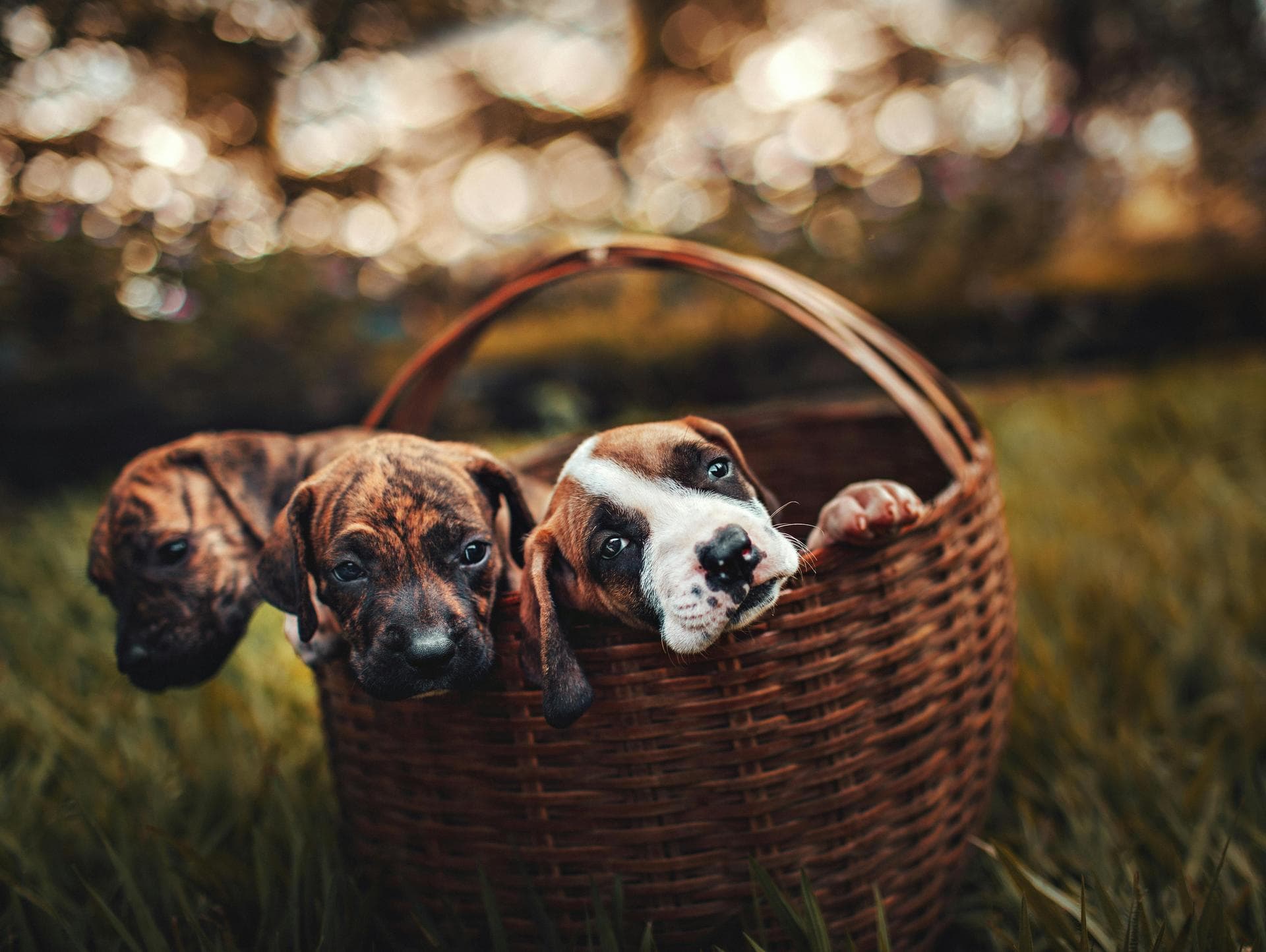 Best Vets in Wokingham